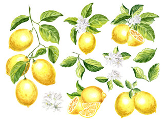 Yellow lemons with white flowers and green leaves Set of botanical watercolor illustration Hand drawn illustration on a white background for design, decorating invitations, making stickers and print.