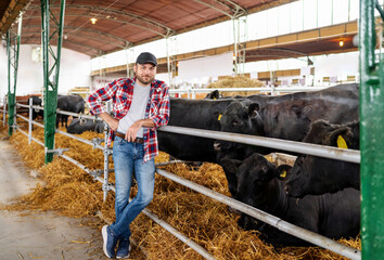 Young adult male rancher standing in front of black cows in paddock. 