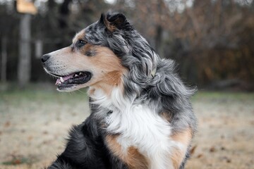 border collie dog