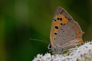 Cuivré commun - Cuivré  bronzé - Lycaena phlaeas  - lépidoptères