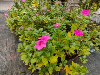 flowers in the garden
