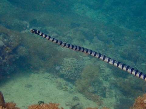 The black-banded sea krait (Laticauda semifasciata), Chinese sea snake, erabu. A sea snake swims in the water above a coral reef.