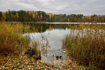 Autumn lake Svetloyar in the Nizhny Novgorod region - 660367831