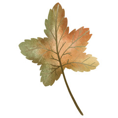 autumn maple leaf