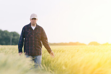 Naklejka na ściany i meble Checking the yield of grain crops at sunset. Man conducts experiments in field conditions.