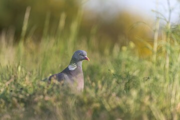 Portrait of a Wood Pigeon. A wood pigeon sitting on the meadow. Columba palumbus