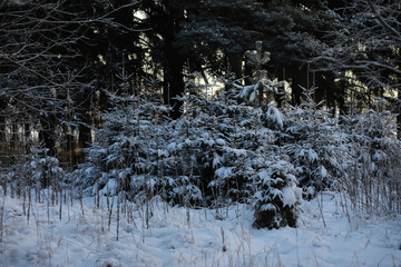 White snow on a bare tree branches on a frosty winter day, close up. Natural background. Selective botanical background.