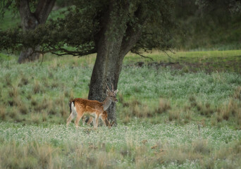 Hembra de corzo en el monte en epoca de apareamiento