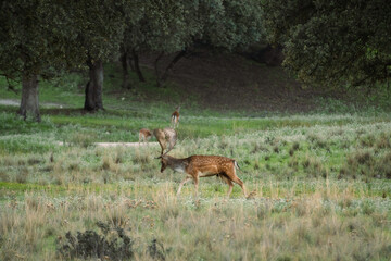 Macho de gamo preparado para luchar durante epoca de apareamiento