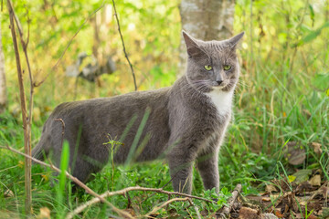 Cat Portrait. Muzzle Close-Up. Graceful Gray Cat walking on green grass meadow. Funny cat outdoors. Beautiful grey feline sitting outside. Fluffy Kitten. Backyard autumn day. Animal in the nature