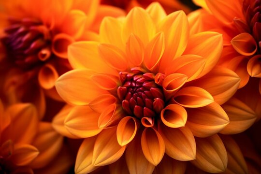 Close-up macro photo of stunning orange dahlia flowers. Generative AI