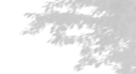 Obraz premium Sunshade shadow trees leaves move on transparent backgrounds 3d illustrations png