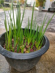 daffodils in the garden