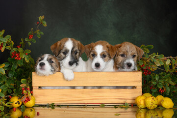 four adorable jack russell terrier puppies posing in a wooden basket together on green studio background