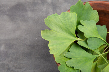 Fresh ginkgo biloba leaves on grey background. Traditional, herbal medicine and Homeopathy concept.