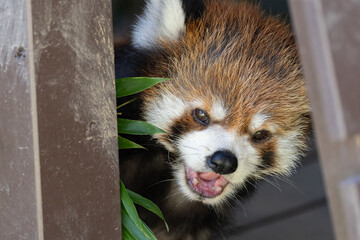 レッサーパンダ