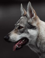 Czechoslovakian Wolfdog, Saarloos Wolfdog, Tamaskan Dog, Cane Lupino del Gigante wolf, wolves play