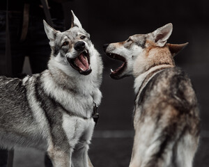 Czechoslovakian Wolfdog, Saarloos Wolfdog, Tamaskan Dog, Cane Lupino del Gigante wolf, wolves play