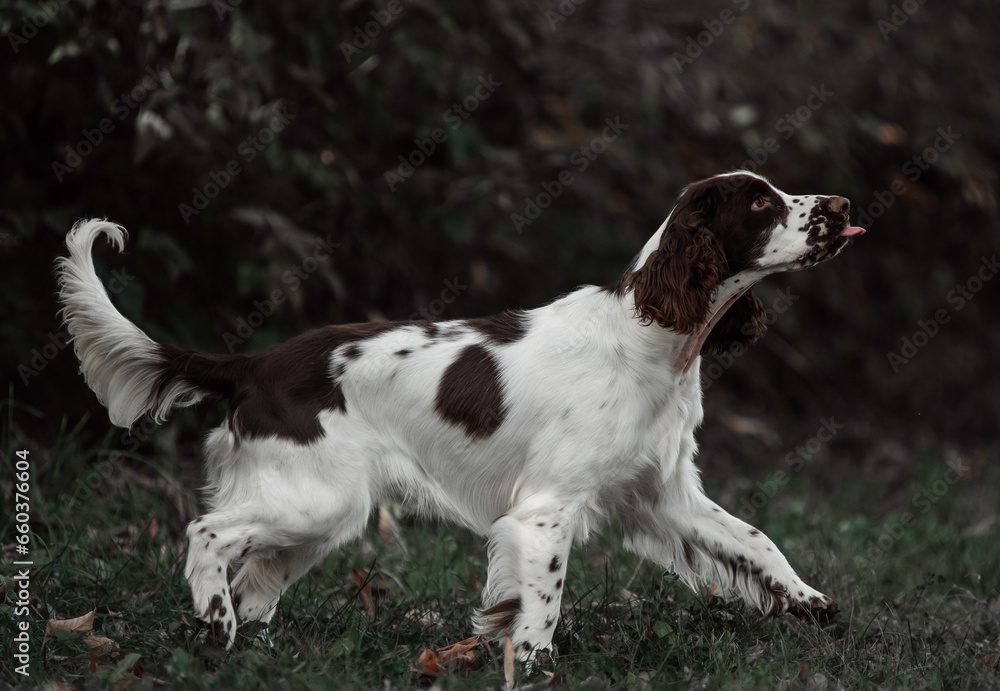 Wall mural English Springer Spaniel