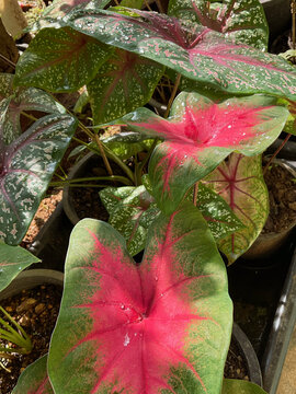 caladium tree 