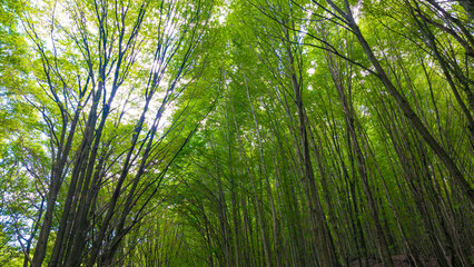 Carbon net zero concept background. Lush green forest