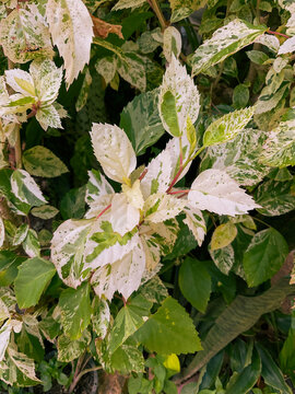 close up of hibiscus leaves