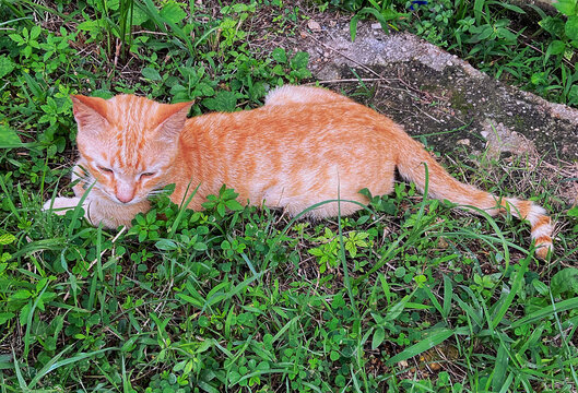 ginger cat on the grass