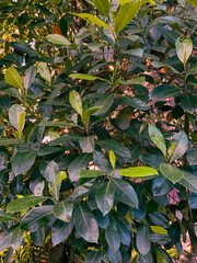 jackfruit leaves 