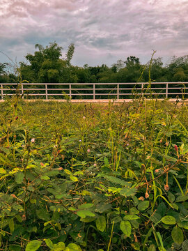 plants in the park