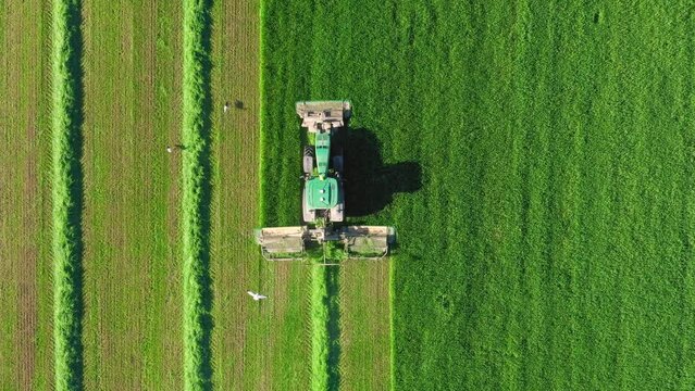 Agronomist on tractor with mower mows fresh green grass for silage, livestock feed or hay. Farmer work on agricultural field. Tractor driving along vertical straight line. Aerial top view following