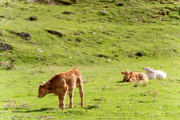  Calf grazing in the valley while two others rest in the background. 