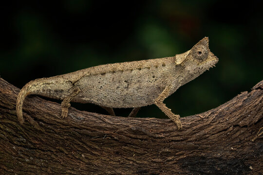 Brookesia thieli, Domergue's Leaf Chameleon or Thiel's Pygmy chameleon. The species native to Madagascar.