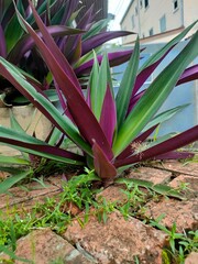 cactus in the garden
