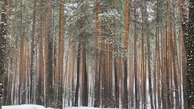Winter forest landscape in fresh white snow falling in slow motion, camera tilt upwards.