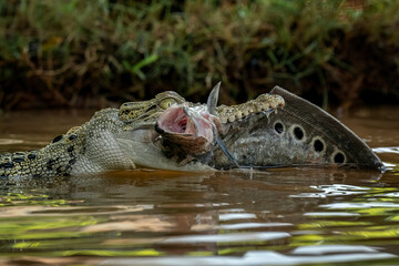 The Saltwater Crocodile (Crocodylus porosus) is catching a fish as its prey. The species is from...