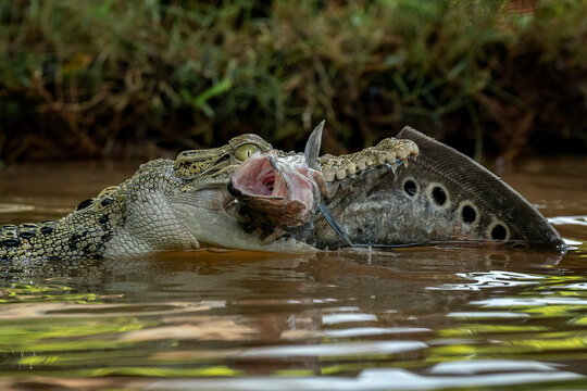The Saltwater Crocodile (Crocodylus porosus) is catching a fish as its prey. The species is from South East Asia and is one of the largest living crocodile in the world. 