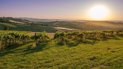 Sunset on vineyards in the southwest of Bologna: Protected Geographical Indication area of typical wine named "Pignoletto". Bologna province, Emilia Romagna, Italy.