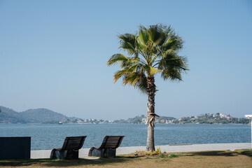 Tall palm tree on the city embankment overlooking the sea bay