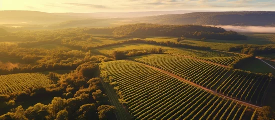 Foto op Plexiglas Sunrise drone film of Bordeaux Vineyard and forest in autumn Entre deux mers from an aerial perspective With copyspace for text © 2rogan
