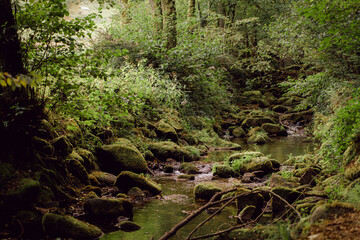Forest Landscape Nature Green