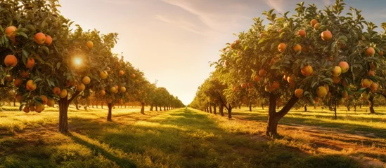 Stof per meter Sunlit autumn orchard with fruit trees With copyspace for text © 2rogan