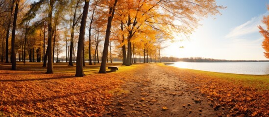 Sunny day in the park during autumn With copyspace for text