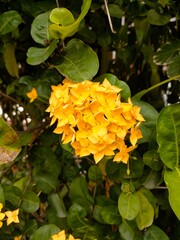 yellow flowers in the garden