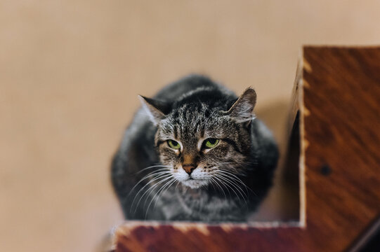 A beautiful gray green-eyed tabby cat hunter sits indoors. Close-up photograph of the animal.