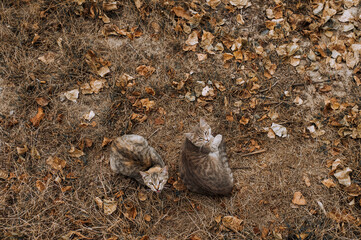 Two gray cats lie on the autumn leaves. Animal photography, portrait.