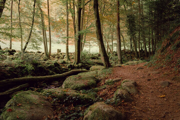 Forest Landscape Nature Green