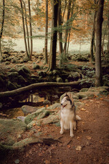 Dog Siberian Husky walk and hiking on the green forest. 