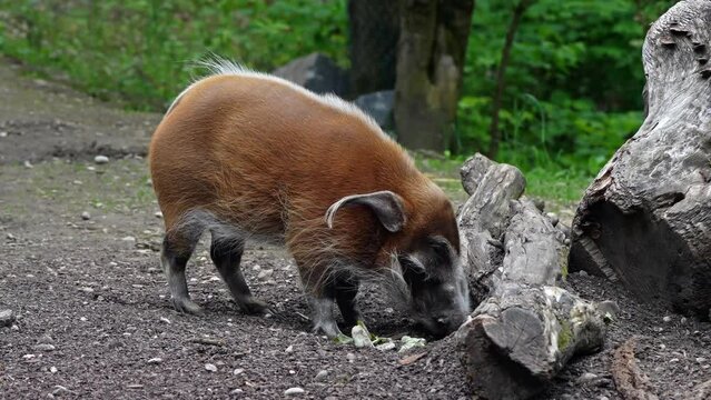 Red river hog, Potamochoerus porcus, also known as the bush pig. This pig has an acute sense of smell to locate food underground.