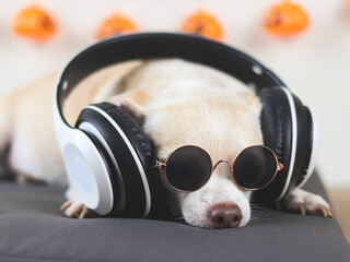 brown short hair chihuahua dog wearing sunglasses and  headphones, lying down on gray cushion with ...