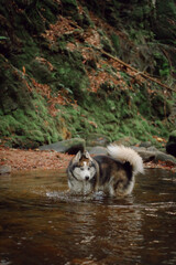 Dog Siberian Husky swimming on the green forest. 